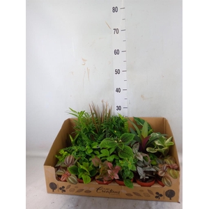 Planten Groen   ...mix 24