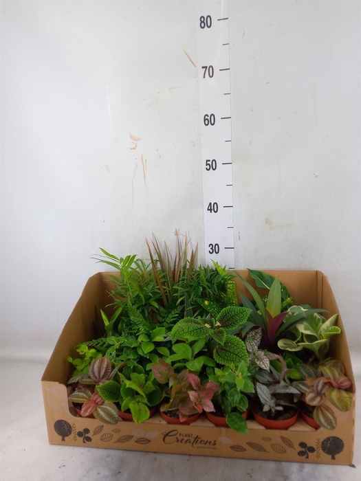 <h4>Planten Groen   ...mix 24</h4>