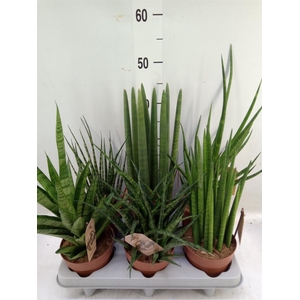 Sansevieria cyl.  ...