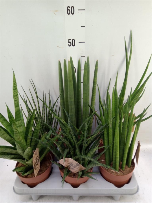 <h4>Sansevieria cyl.  ...</h4>