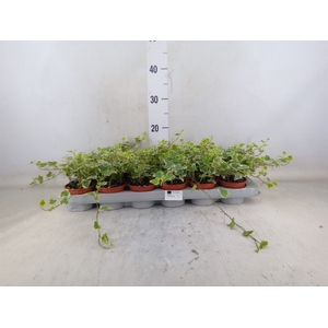 Hedera helix 'White Wonder'