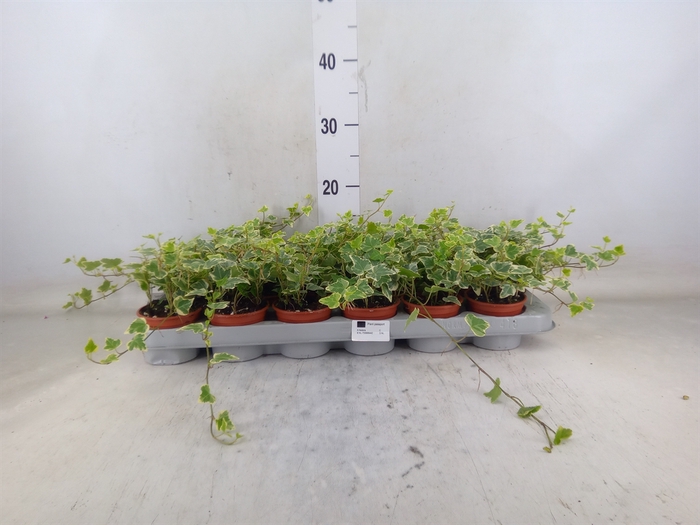 <h4>Hedera helix 'White Wonder'</h4>