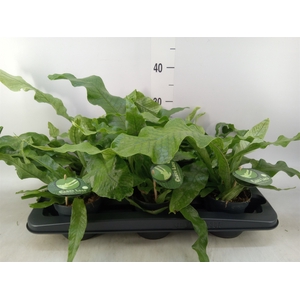 Microsorum musifolium 'Crocodyllus'