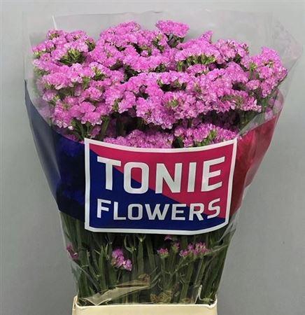 <h4>Lim S It Hot Pink</h4>