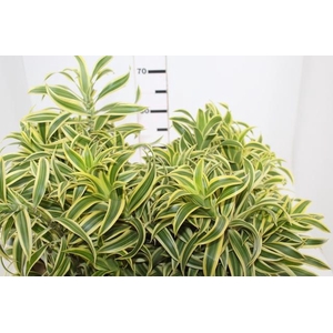 FOLHAGEM DRACENA PLEOMELE VARIEGATA