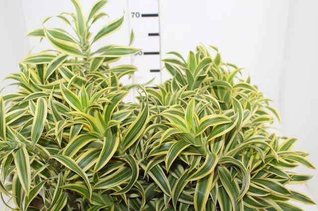<h4>FOLHAGEM DRACENA PLEOMELE VARIEGATA</h4>