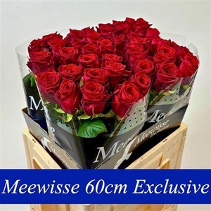 R Gr Red Naomi! ( Exclusice )