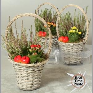 ARR TUINPLANTEN