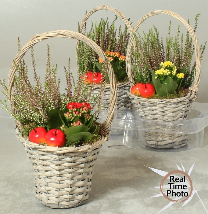 <h4>ARR TUINPLANTEN</h4>