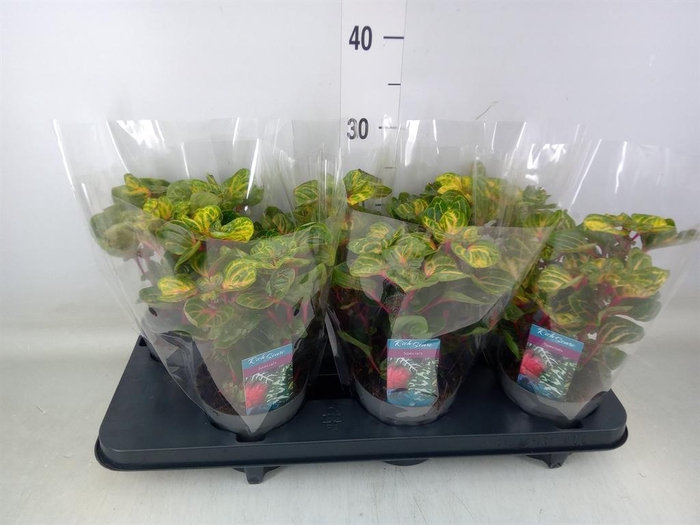 <h4>Iresine herbstii 'Rich Funnygold'</h4>