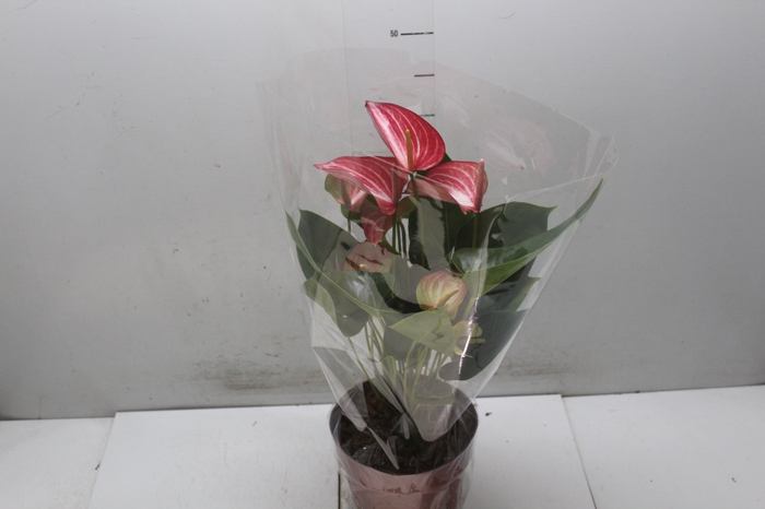 <h4>ANTHURIUM LIVIUM RED P17 BICOLOR</h4>