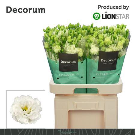 <h4>Eus G Alissa Pur Whi</h4>