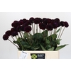 Dahlia Black Lars