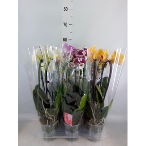 Phalaenopsis  'Elegant Cascade'