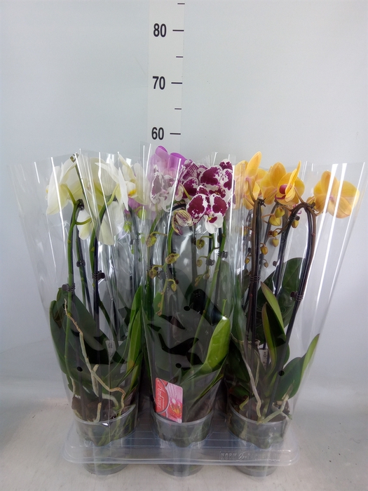 <h4>Phalaenopsis  'Elegant Cascade'</h4>
