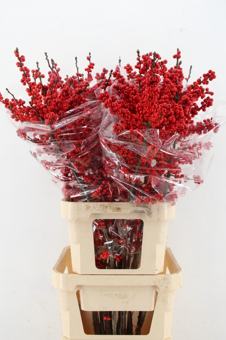 <h4>ILEX VE RODE BES 120CM</h4>