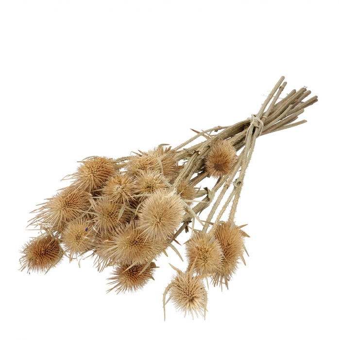 <h4>Droogbloem Cardistella 55cm x10</h4>