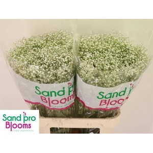 Gyps Pa Zi Discovery