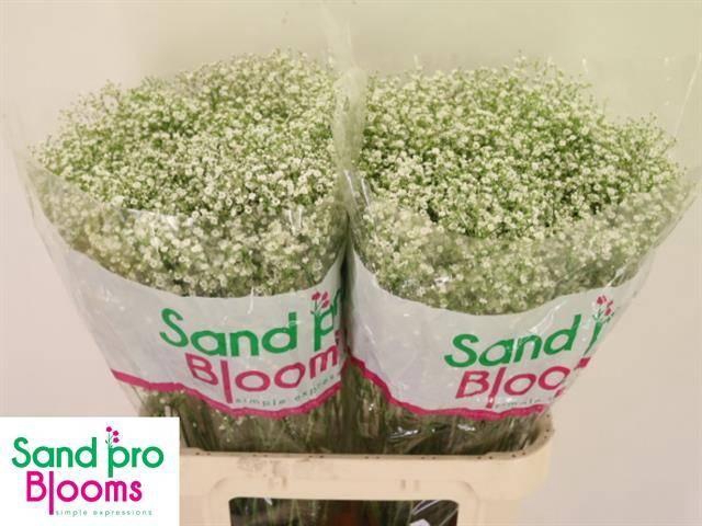 <h4>Gyps Pa Zi Discovery</h4>