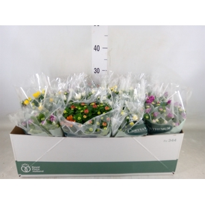 Chrysanthemum   ..mix 6