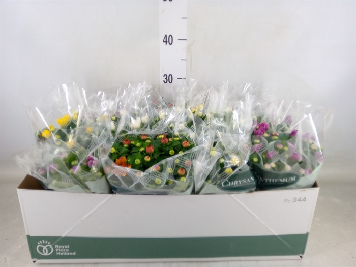 <h4>Chrysanthemum   ..mix 6</h4>