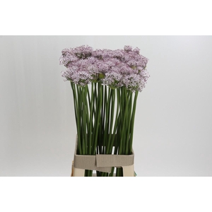Allium Smokey Eyes