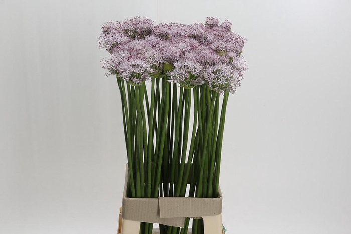 <h4>Allium Smokey Eyes</h4>