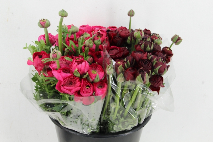 <h4>RAN ELEGANCE BORDEAUX - HOTPINK</h4>