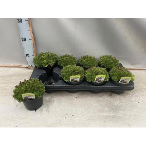 SAXIF AR TOUR DP RED