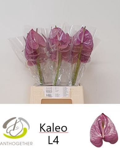 <h4>ANTH A KALEO</h4>