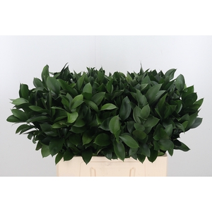 Ruscus