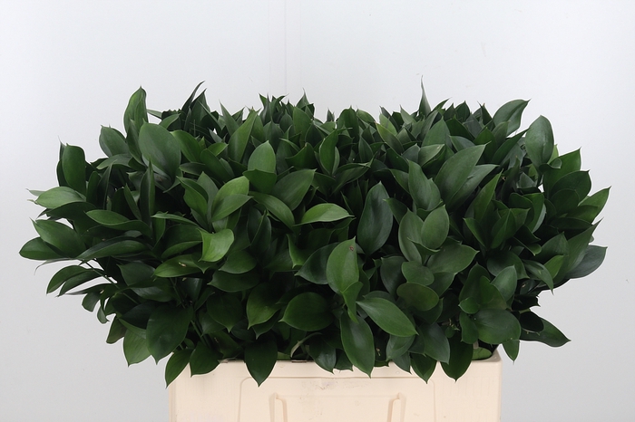 <h4>Ruscus</h4>