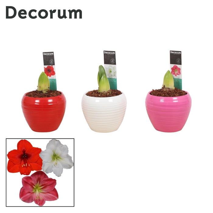 <h4>Amaryllis Mix 2 Knop in Ompot Melanie (Decorum)</h4>
