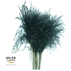 Dried Stipa Feather Black