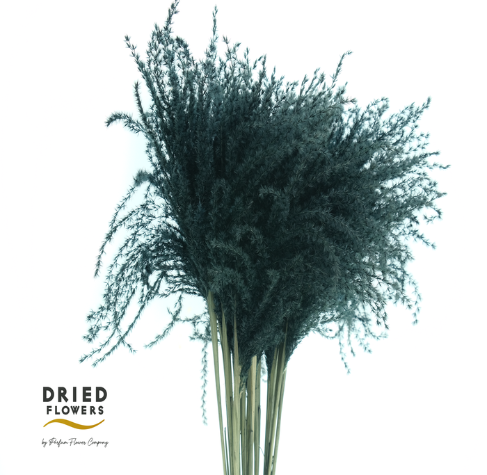 Dried Stipa Feather Black