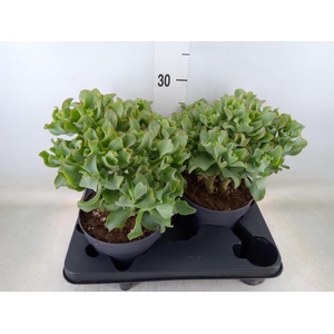 Crassula arborescens 'Curly'