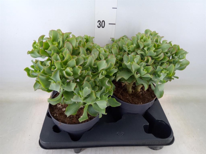 <h4>Crassula arborescens 'Curly'</h4>