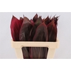 Cordyline Green Leaf 65cm