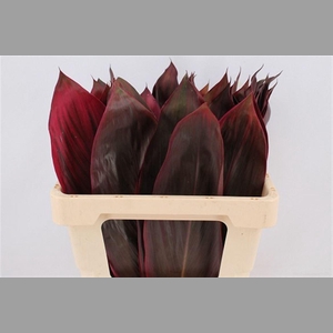 Cordyline Red Leaf 65cm