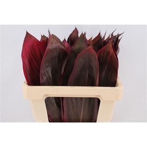 Cordyline Red Leaf 65cm