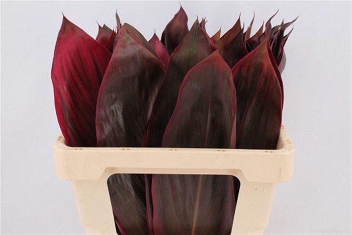 Cordyline Red Leaf 65cm