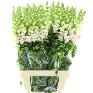 Antir Op Appleblossom