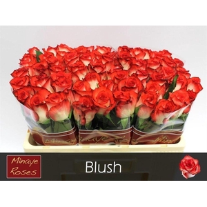 Rosa large blush