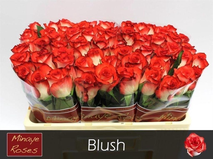 <h4>Rosa large blush</h4>