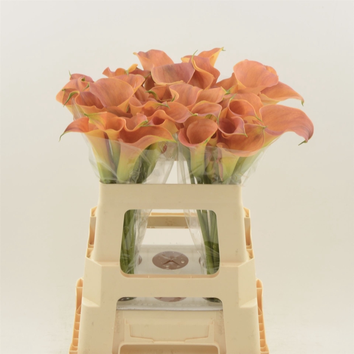 <h4>Calla Sunset Passion</h4>