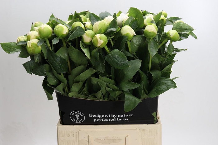 <h4>Paeonia Bridal Gown</h4>