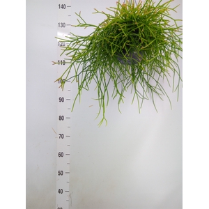Rhipsalis pulchra