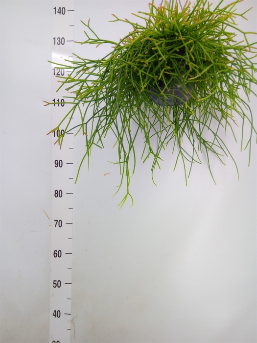 <h4>Rhipsalis pulchra</h4>