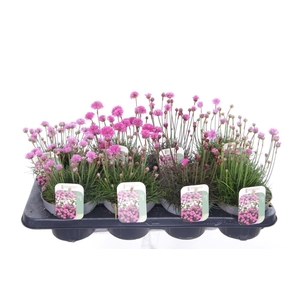 Armeria maritima mix laat
