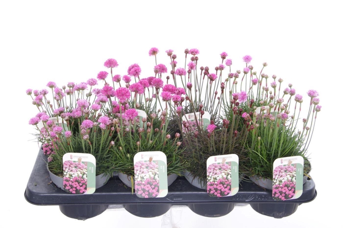 <h4>Armeria maritima mix laat</h4>